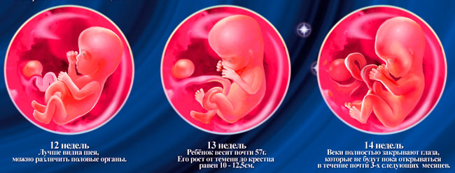 Гипотония при беременности (низкое пониженное давление) Врач еремеева курск
