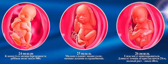 Как выглядит мой малыш по неделям Как выглядит мой малыш по неделям