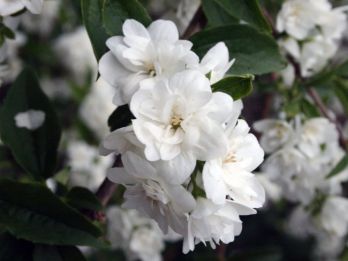 ЖАСМИН (Jasminum polyanthum). Комнатный жасмин как ухаживать в