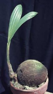 Как выращивать кокос в домашних условиях?