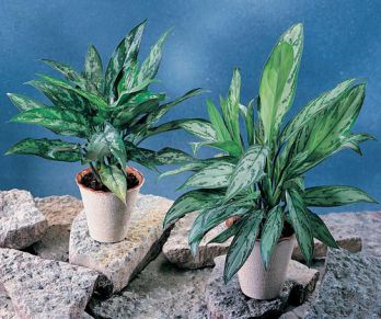 Аглаонема (Aglaonema) Аглаонема (Aglaonema)