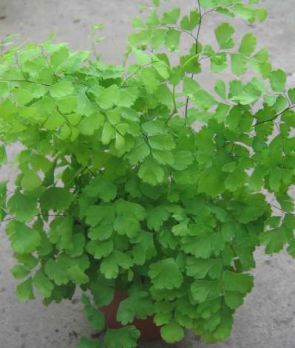 Адиантум венерин волос (Adiantum capillus veneris) Адиантум венерин волос (Adiantum capillus veneris)