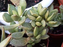 Адромисхус Купера (Adromischus cooperi) Адромисхус Купера (Adromischus cooperi)