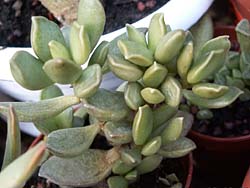   (Adromischus cooperi)