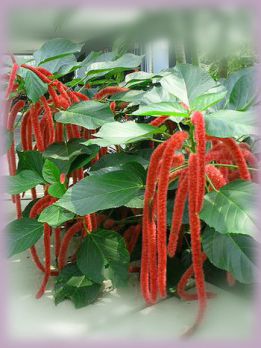 Акалифа щетинистоволосая (Acalypha hispida) Акалифа щетинистоволосая (Acalypha hispida)