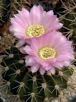 Акантокалициум (Acamhocalycium) Акантокалициум (Acamhocalycium)