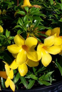 Алламанда слабительная (Allamanda cathartica) Алламанда слабительная (Allamanda cathartica)