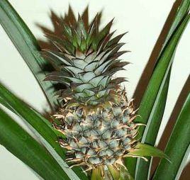 Ананас крупнохохолковый. Ananas comosus Ананас крупнохохолковый. Ananas comosus