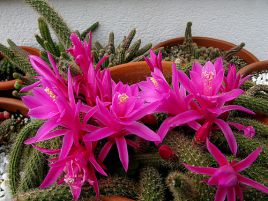 Апорокактус. Aporocactus Апорокактус. Aporocactus