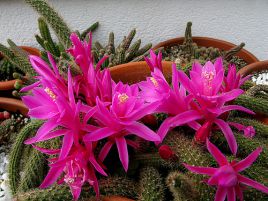 . Aporocactus