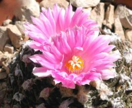 Ариокарпус. Ariocarpus Ариокарпус. Ariocarpus