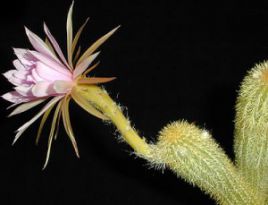 Артроцерус. Arthrocereus Артроцерус. Arthrocereus