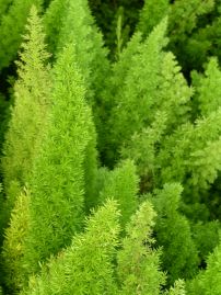 Аспарагус Мейера. Asparagus meyerii Аспарагус Мейера. Asparagus meyerii