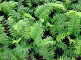 Асплениум (Костенец) луковиценосный. Asplenium bulbiferum Асплениум (Костенец) луковиценосный. Asplenium bulbiferum
