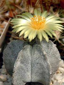 Астрофитум, Astrophytum Астрофитум, Astrophytum