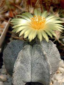 , Astrophytum