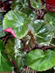  , Begonia bowerii