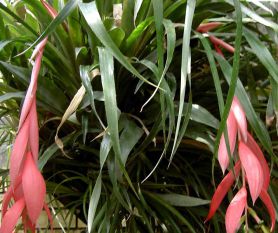  , Billbergia nutans