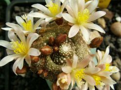 Блоссфельдия, Blossfeldia Блоссфельдия, Blossfeldia