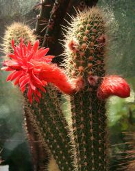 , Borzicactus