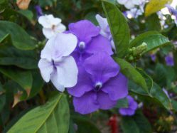  , Brunfelsia calycina