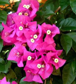  . Bougainmllea glabra