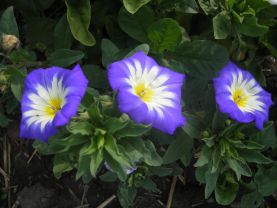 Вьюнок трехцветный, Convolvulus tricolor Вьюнок трехцветный, Convolvulus tricolor