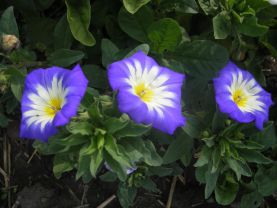  , Convolvulus tricolor