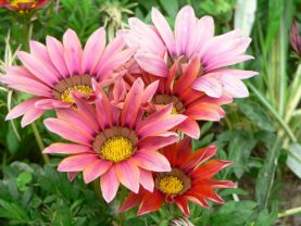Газания, Gazania Газания, Gazania