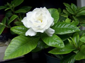 Гардения жасминовидная, Gardenia jasminoides Гардения жасминовидная, Gardenia jasminoides