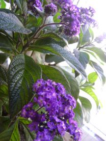 Гелиотроп, Heliotmpium arborescens Гелиотроп, Heliotmpium arborescens