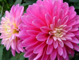 , Dahlia hybrida