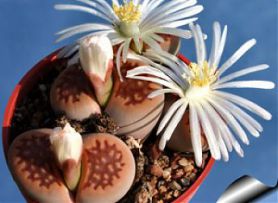  , Gibbaeum dispar