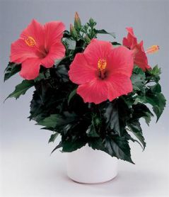 . Hibiscus rosa - sinensis