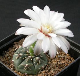 . Gymnocalycium