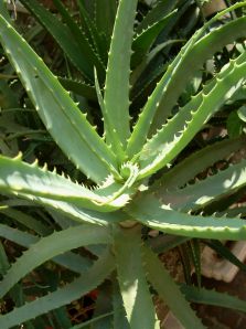 , Aloe