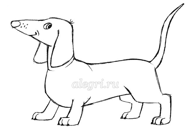 Рисование Таксы пошагово